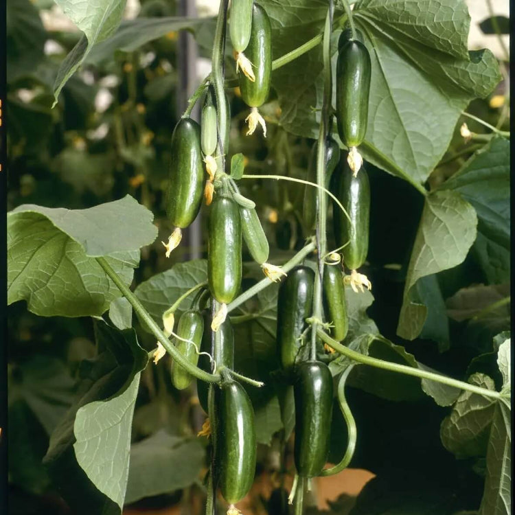 Mini Munch F1 Cucumber Seeds - Heirloom Vegetable Plant for Home Gardens
