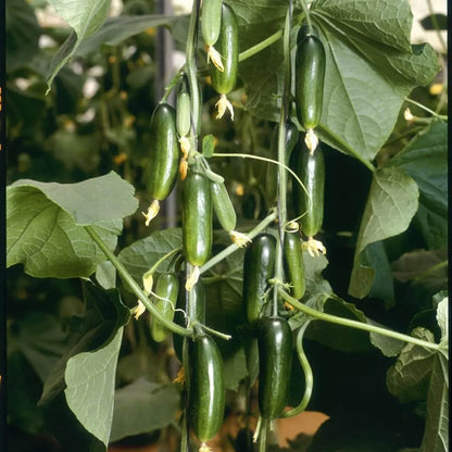 Mini Munch F1 Cucumber Seeds - Heirloom Vegetable Plant for Home Gardens