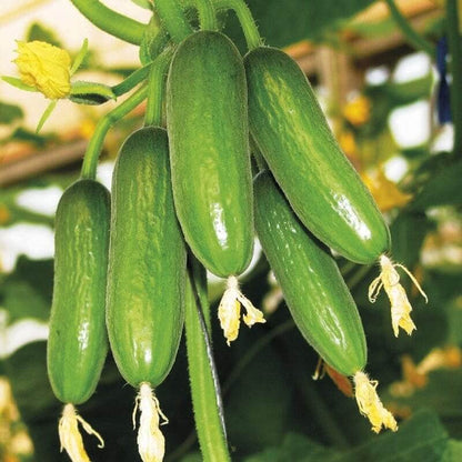 Mini Munch F1 Cucumber Seeds - Heirloom Vegetable Plant for Home Gardens
