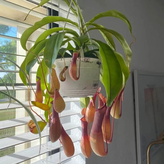 Mini Nepenthes Seeds