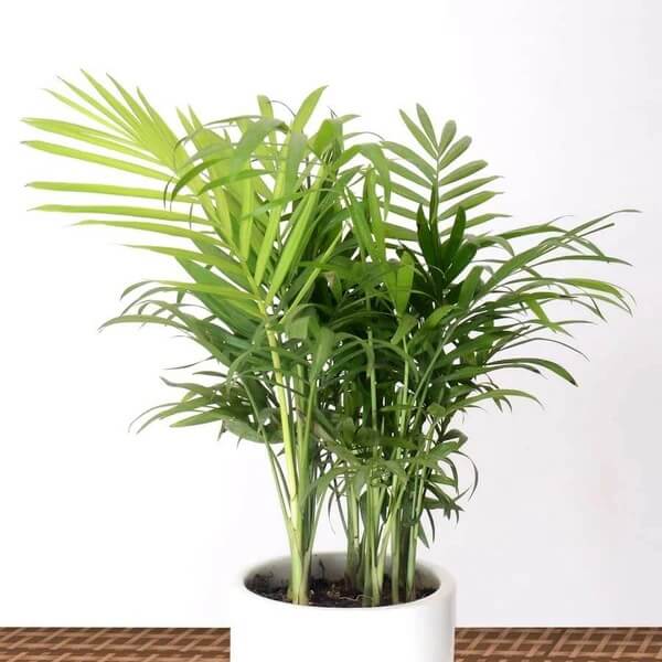Mini Palm Plant Seeds