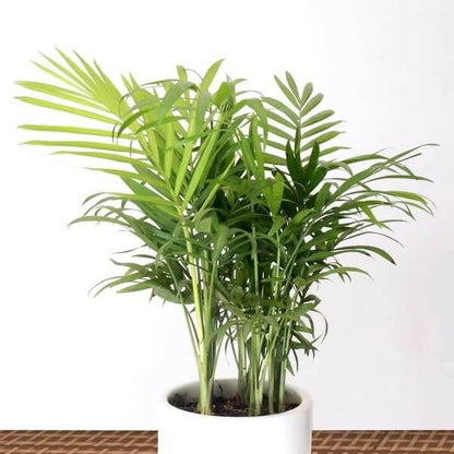 Mini Palm Plant Seeds