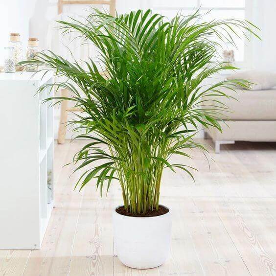 Mini Palm Plant Seeds