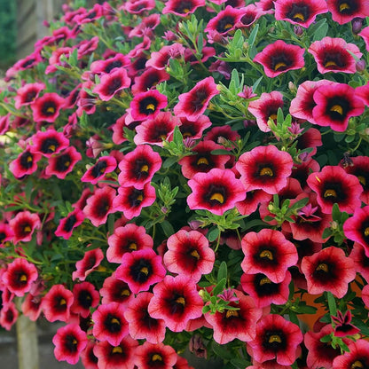 Mini Petunia Calibrachoa Seeds