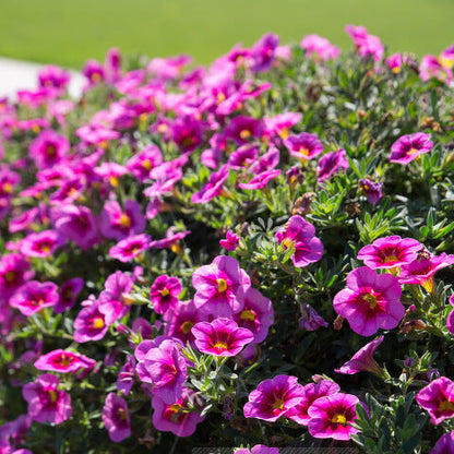 Mini Petunia Calibrachoa Seeds