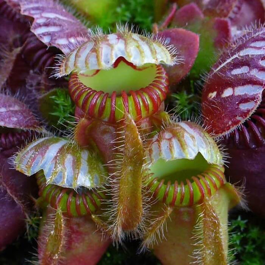Mini Pitcher Plant Seeds – Carnivorous Plant Seeds for Home Gardens