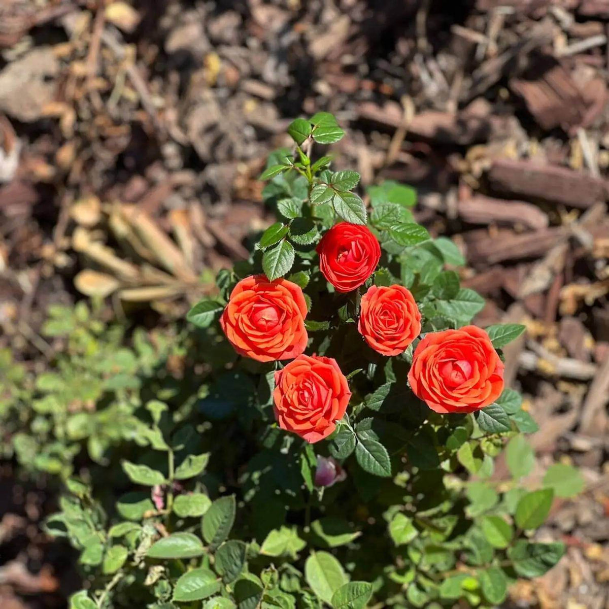 Mini Rose Seeds