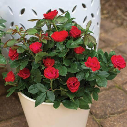 Mini Rose Seeds