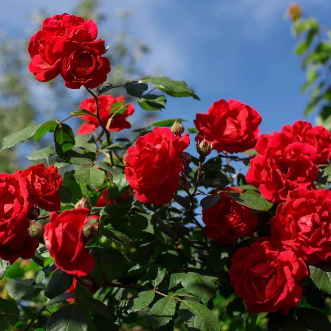 Mini Rose Seeds
