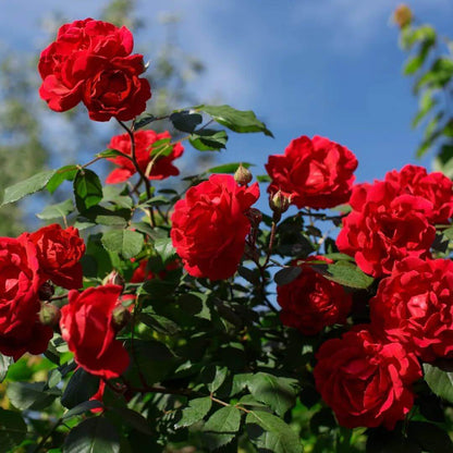 Mini Rose Seeds