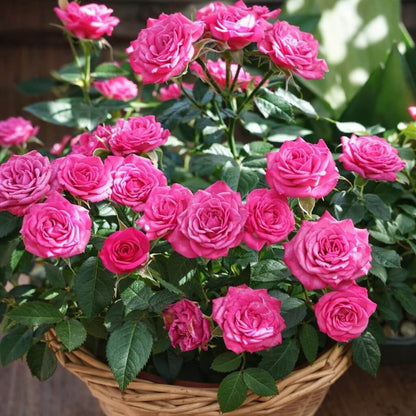 Mini Rose Seeds for Planting - Heirloom Flower Plant for Home Gardens