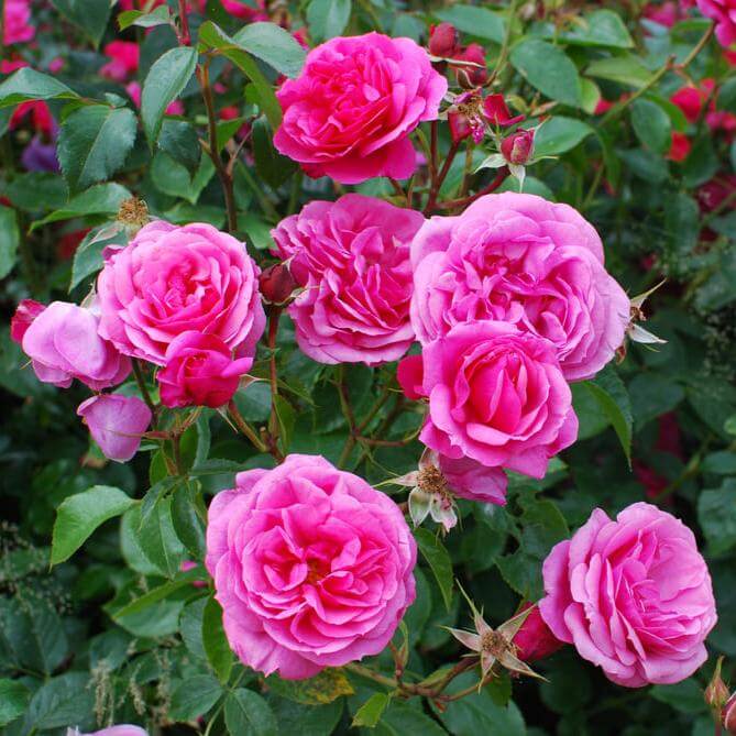 Mini Rose Seeds for Planting - Heirloom Flower Plant for Home Gardens