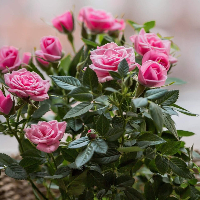 Mini Rose Seeds for Planting - Heirloom Flower Plant for Home Gardens