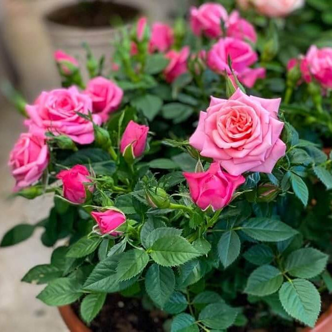 Mini Rose Seeds for Planting - Heirloom Flower Plant for Home Gardens