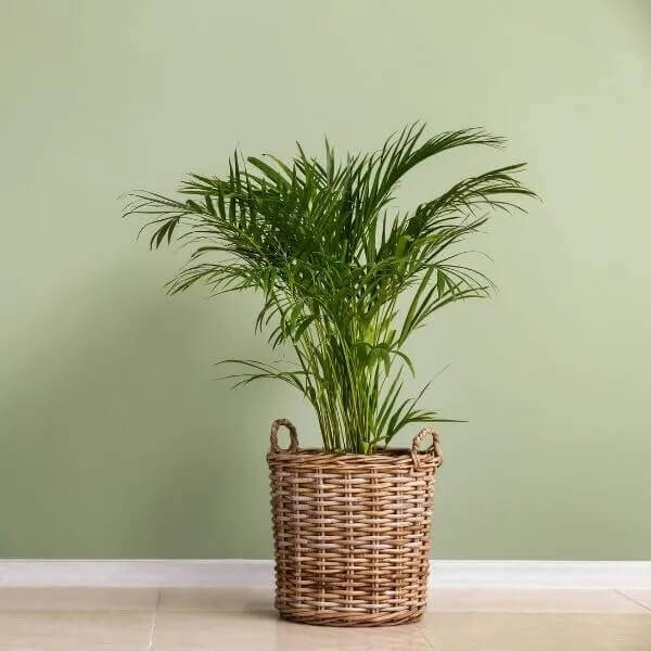 Mini Sago Palm Seeds