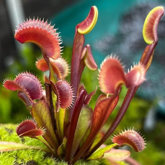 Mini Venus Flytrap Seeds 