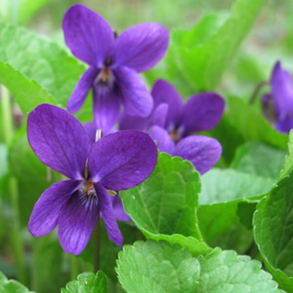 Mini Violet Seeds