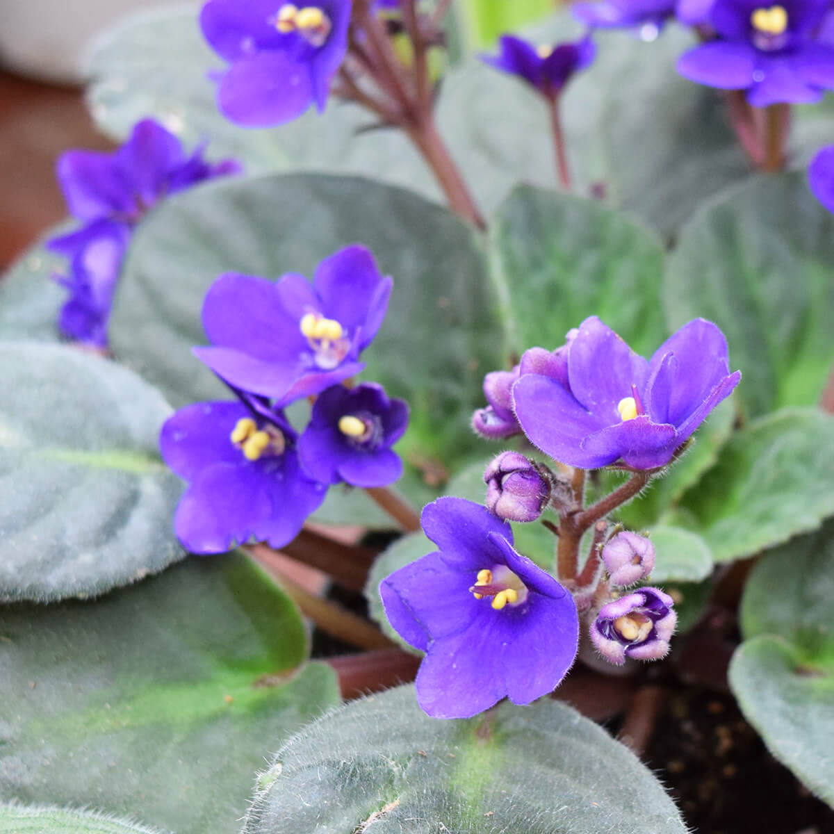 Mini Violet Seeds