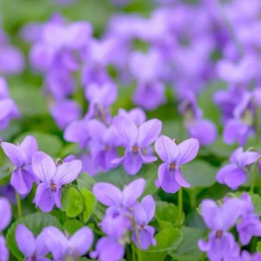 Mini Violet Seeds