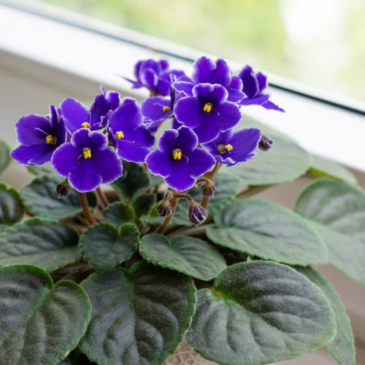 Mini Violet and African Seeds
