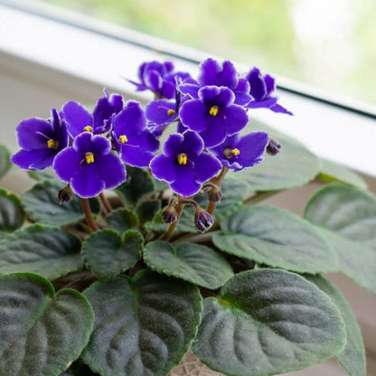 Mini Violet and African Seeds