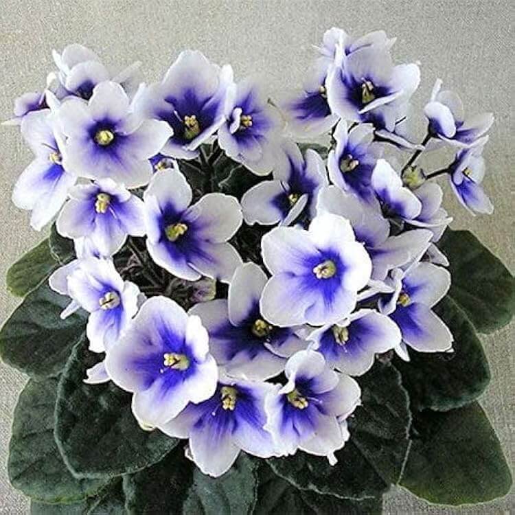 Mini Violet and African Seeds