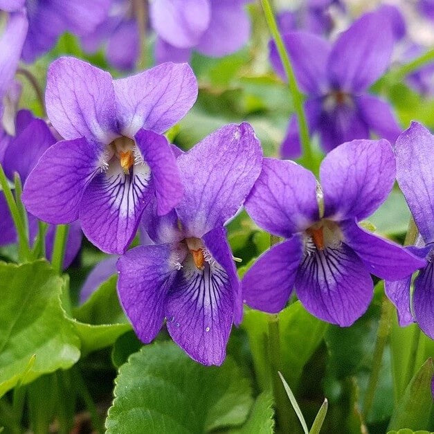 Mini Violet and African Seeds