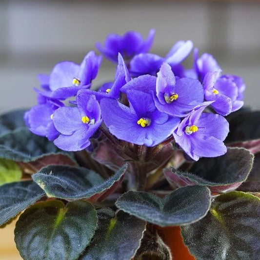 Mini Violet and African Seeds