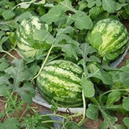  Mini Watermelon Seeds - Fruit Plant