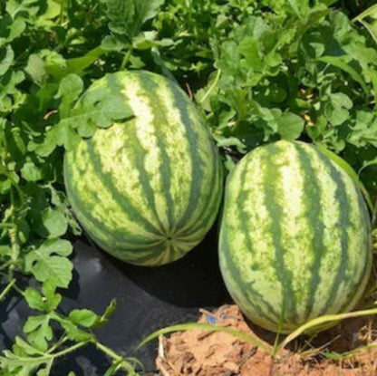  Mini Watermelon Seeds - Fruit Plant