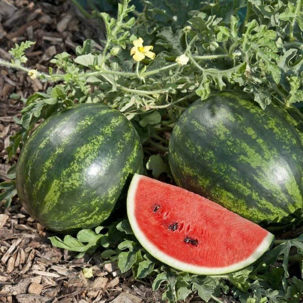  Mini Watermelon Seeds - Fruit Plant