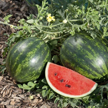  Mini Watermelon Seeds - Fruit Plant
