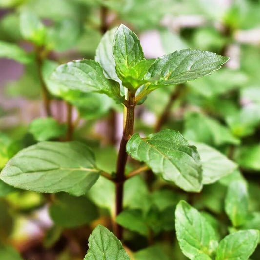 Miniature Mint Plant seeds
