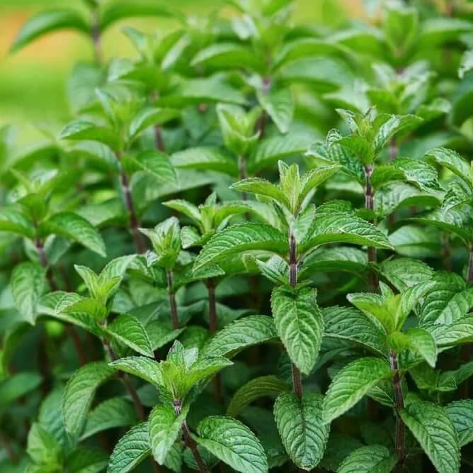 Miniature Mint Plant seeds