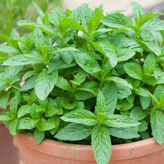 Miniature Mint Plant seeds