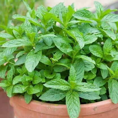 Miniature Mint Plant seeds
