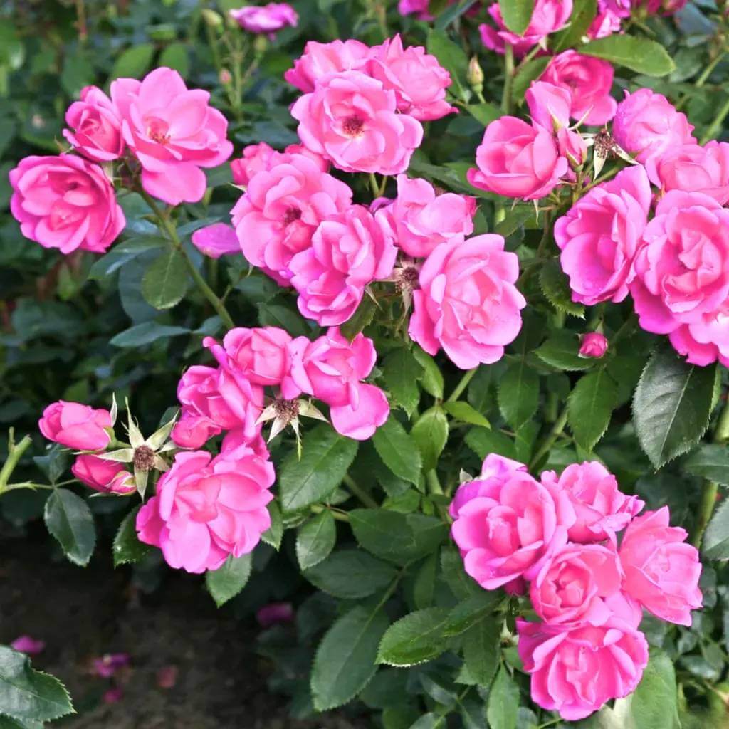Miniature Rose Seeds For Sale