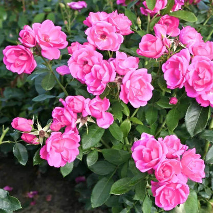 Miniature Rose Seeds For Sale