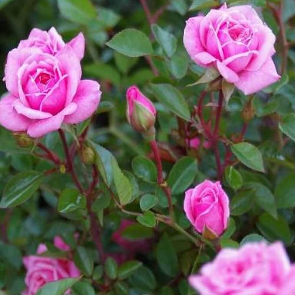 Miniature Rose Seeds For Sale