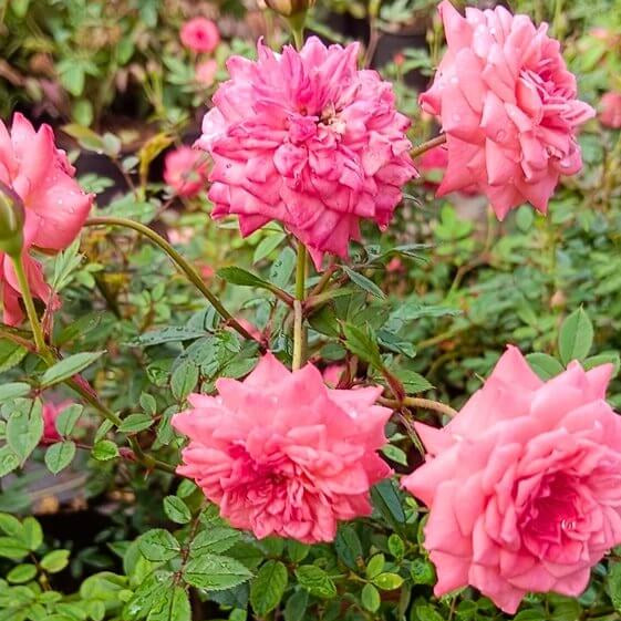 Miniature Rose Seeds for Containers - Heirloom Flower Plant for Home Gardens