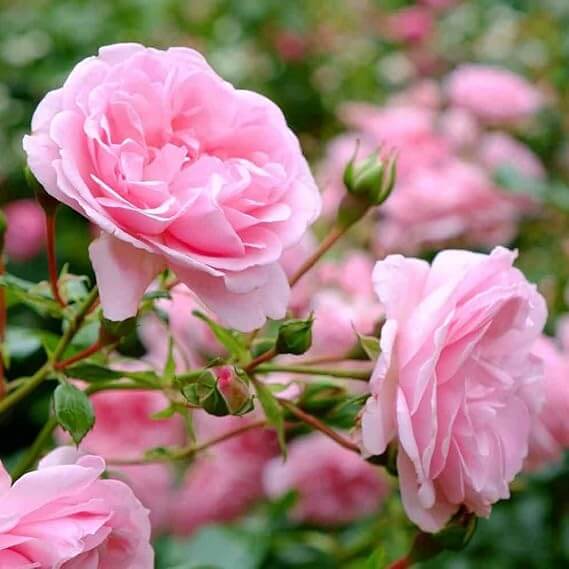 Miniature Rose Seeds for Containers - Heirloom Flower Plant for Home Gardens