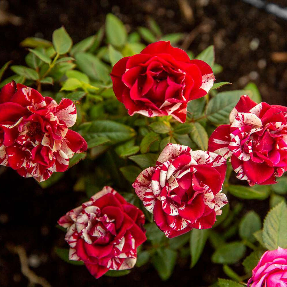 Miniature Rose Seeds for Containers - Heirloom Flower Plant for Home Gardens