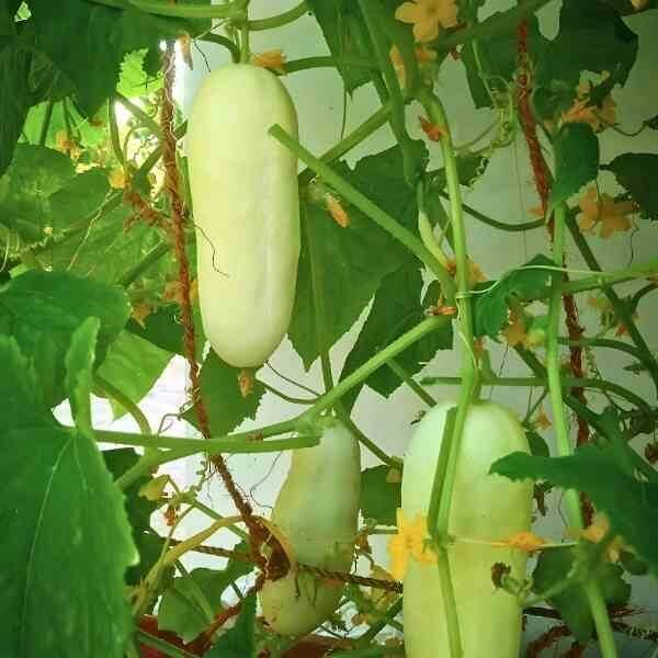 Miniature White Cucumber Seeds - Heirloom Vegetable Plant for Home Gardens