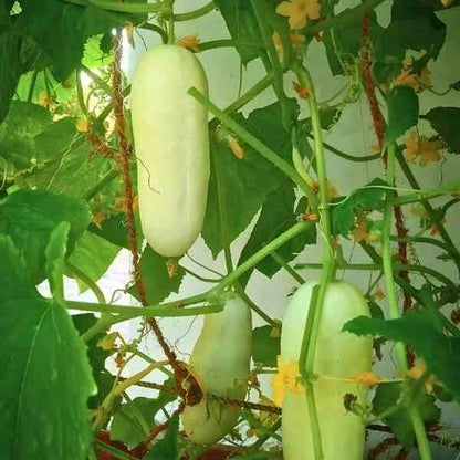 Miniature White Cucumber Seeds - Heirloom Vegetable Plant for Home Gardens