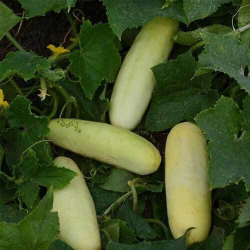 Miniature White Cucumber Seeds - Heirloom Vegetable Plant for Home Gardens