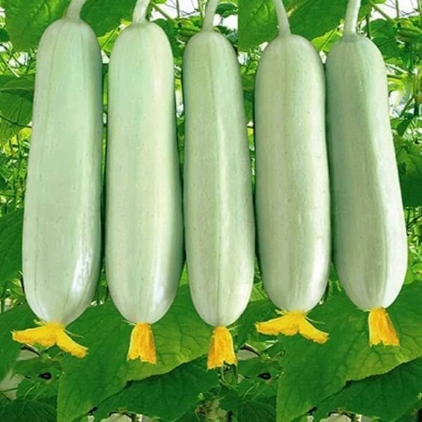 Miniature White Cucumber Seeds - Heirloom Vegetable Plant for Home Gardens