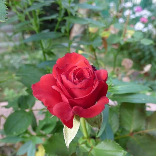 Miniature rose seeds - Flower Plant