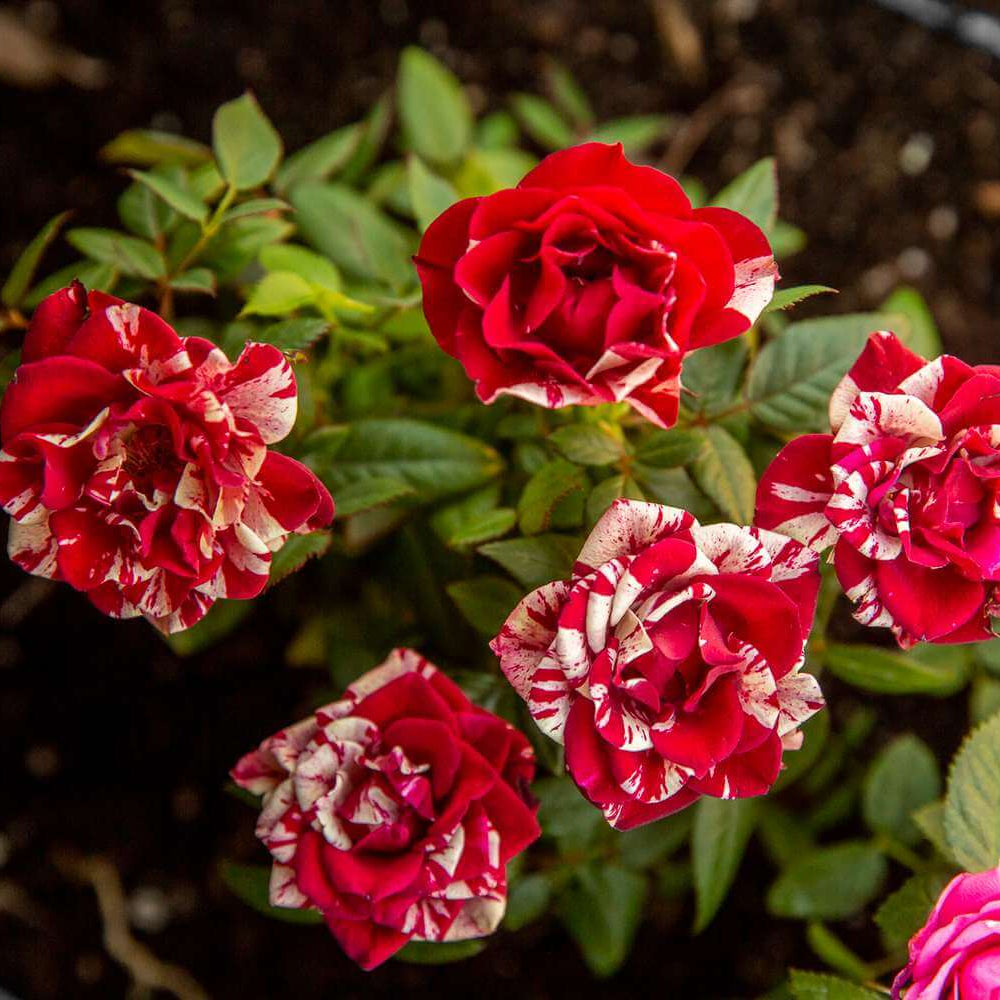Miniature rose seeds - Flower Plant