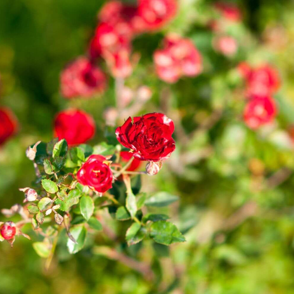 Miniature rose seeds - Flower Plant