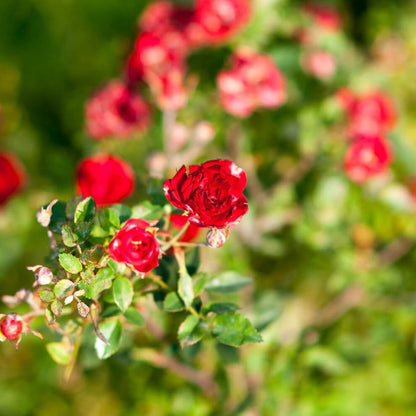 Miniature rose seeds - Flower Plant